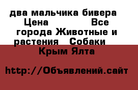 два мальчика бивера › Цена ­ 19 000 - Все города Животные и растения » Собаки   . Крым,Ялта